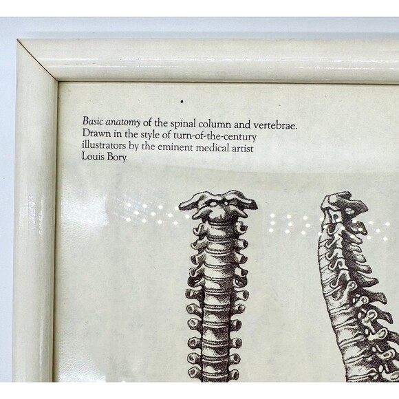 Skeleton Skeletal Spine Framed Artwork Picture - Picture 2 of 4